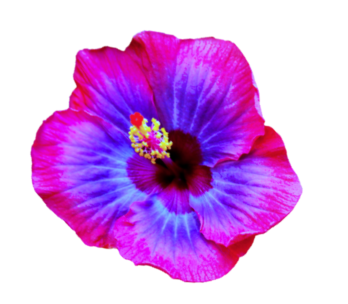 flower 1_