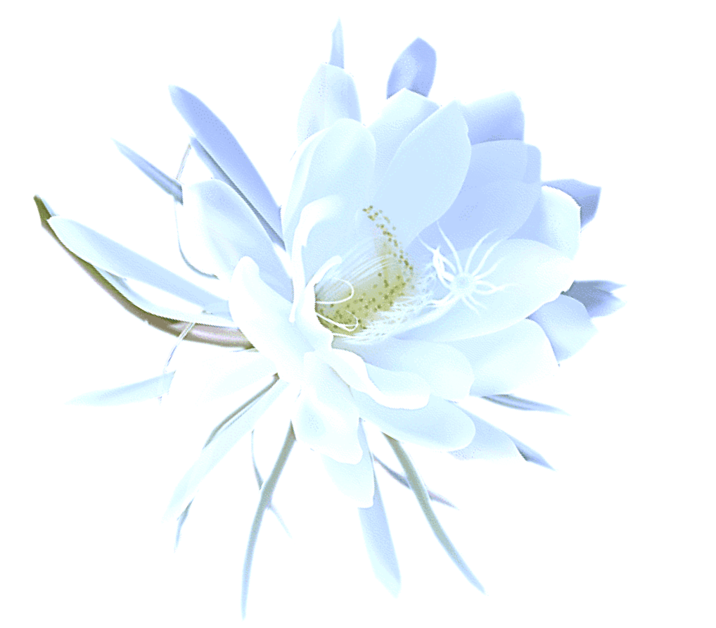 flower 2_